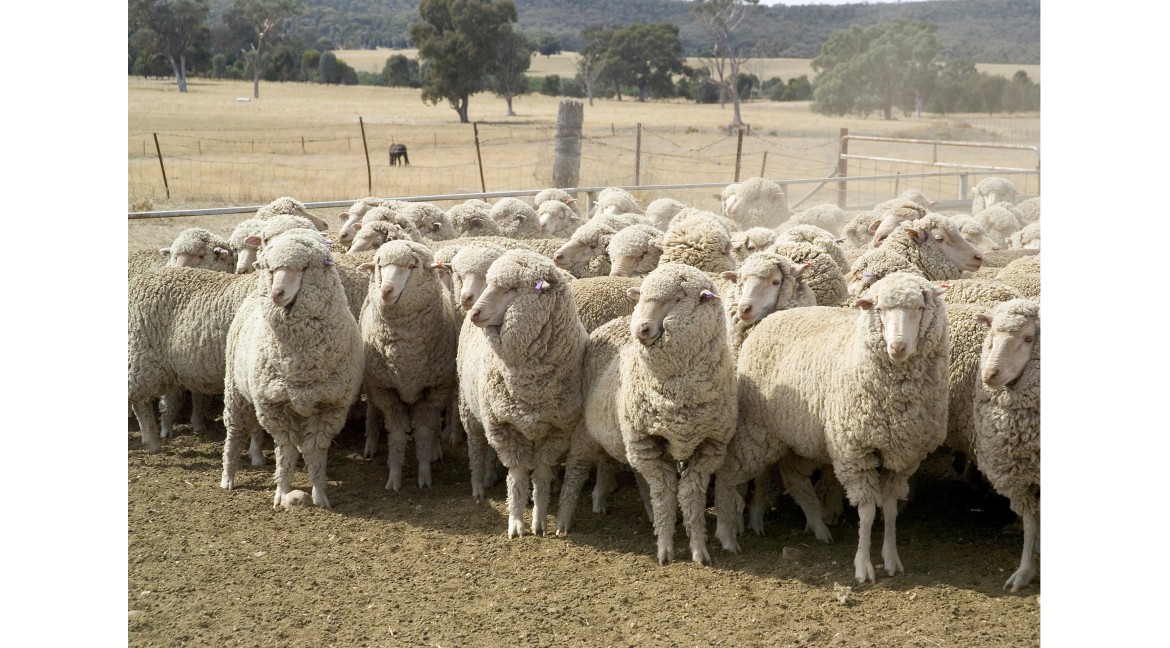 Mulesing-free - was bedeutet das und was sollten Sie wissen?